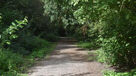 Sentier étroit en terre battue traversant une végétation dense et verdoyante. Les branches des arbres forment une voûte naturelle au-dessus du chemin, créant un effet de tunnel. La lumière du soleil filtre à travers les feuilles, projetant des ombres mouchetées sur le sol. Aucun humain ni animal n’est visible. L’environnement évoque une zone boisée ou forestière.