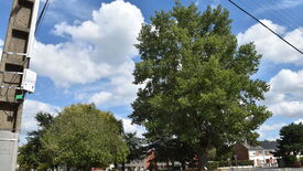 L’image montre une scène de rue dominée par un grand arbre sur la droite. D’autres arbres et de la végétation sont visibles à l’arrière-plan, ainsi que quelques bâtiments. Une voiture blanche est stationnée sur le côté gauche de l’image, et une personne circule à vélo à proximité. Le ciel est partiellement nuageux avec des zones de ciel bleu.
