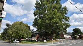 L’image montre une scène de rue avec un grand arbre et plusieurs arbres plus petits dans un espace ressemblant à un parc. Une voiture blanche est stationnée sur le côté gauche de l’image, tandis qu’une personne circule à vélo à proximité. En arrière-plan, on distingue plusieurs bâtiments, dont des maisons et possiblement un immeuble résidentiel. Le ciel est partiellement nuageux avec des zones de ciel bleu visibles.