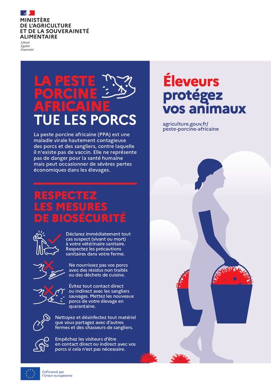 L’image est une affiche informative du Ministère de l’Agriculture et de la Souveraineté Alimentaire. Elle est divisée en deux parties :
À gauche, un fond clair avec du texte en français. Le message principal est :
LA PESTE PORCINE AFRICAINE TUE LES PORCS
La peste porcine africaine (PPA) est une maladie virale hautement contagieuse des porcs et des sangliers. Elle ne touche pas l’humain mais peut causer de lourdes pertes économiques.
Éleveurs, protégez vos animaux
agriculture.gouv.fr/peste-porcine-africaine
Le texte détaille ensuite plusieurs mesures de biosécurité à respecter :
Déclarer tout cas suspect à un vétérinaire.
Ne pas nourrir les porcs avec des déchets non traités.
Éviter les contacts avec les sangliers.
Désinfecter le matériel partagé.
Limiter les contacts des visiteurs avec les porcs.
À droite, une illustration montre une personne de dos, portant un panier contenant deux porcelets, dans un style simple et pédagogique.