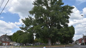L’image montre un grand arbre situé à l’angle d’une rue dans un quartier résidentiel. L’arbre possède un tronc épais et un feuillage dense, avec des branches largement étendues. Autour de l’arbre, on aperçoit des maisons, des voitures stationnées et quelques panneaux de signalisation. Le ciel est partiellement nuageux avec des zones de ciel bleu.