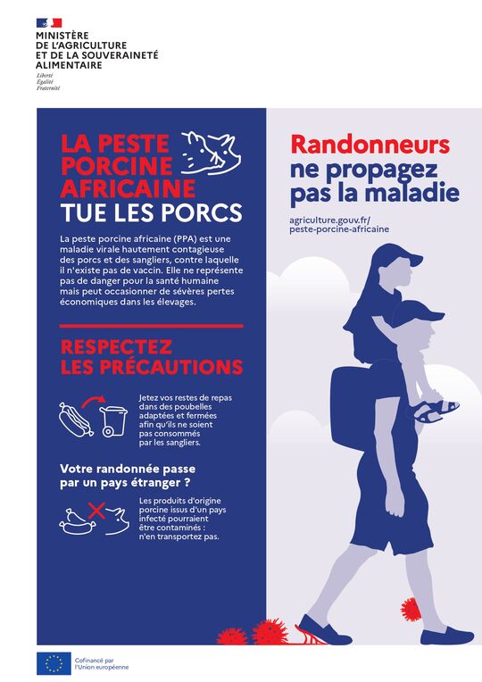 L’image est une affiche de sensibilisation du Ministère de l’Agriculture et de la Souveraineté Alimentaire à destination des randonneurs, concernant la peste porcine africaine (PPA). Elle contient du texte et des illustrations.
Le message principal est :
LA PESTE PORCINE AFRICAINE TUE LES PORCS
La PPA est une maladie virale très contagieuse touchant porcs et sangliers. Elle ne présente pas de risque pour l’humain, mais peut causer de lourdes pertes économiques.
Respectez les précautions :
Jetez vos restes de repas dans des poubelles fermées pour éviter qu’ils soient consommés par des sangliers.
Si votre randonnée passe par un pays étranger, ne transportez pas de produits à base de porc, car ils pourraient être contaminés.
Le slogan en bas de l’affiche est :
Randonneurs, ne propagez pas la maladie
agriculture.gouv.fr/peste-porcine-africaine
L’affiche utilise des illustrations simples pour accompagner les consignes, comme un randonneur, une poubelle, et des symboles d’interdiction.