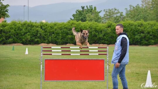 Description longue (si nécessaire) :
L’image montre un chien en plein saut au-dessus d’un obstacle, dans ce qui semble être un parcours d’agilité en plein air. Une personne se tient à droite de l’obstacle, regardant le chien. Le décor comprend des buissons verts, des arbres et des montagnes en arrière-plan. Des cônes blancs et verts sont disposés sur l’herbe. Le nom « Charlie » est inscrit en bas à droite de l’image, en écriture cursive.