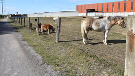 L’image montre un pâturage clôturé où plusieurs poneys et chevaux broutent paisiblement. Sur la gauche, une route en gravier longe la clôture. À l’arrière-plan, un grand bâtiment aux murs rouges et gris est visible, accompagné d’autres structures et équipements. Le ciel est dégagé et bleu, renforçant l’ambiance calme de la scène rurale.