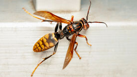 Gros plan sur un frelon posé sur une surface claire.

    L’insecte présente un abdomen rayé jaune et noir, caractéristique des frelons.
    Ses ailes translucides ont une teinte orangée.
    Il possède de longues antennes, un corps segmenté, et des pattes bien visibles.
    Le thorax est orné de motifs complexes.
