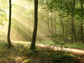 Photo d'une forêt.