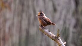 Troglodyte mignon - photos pixabay